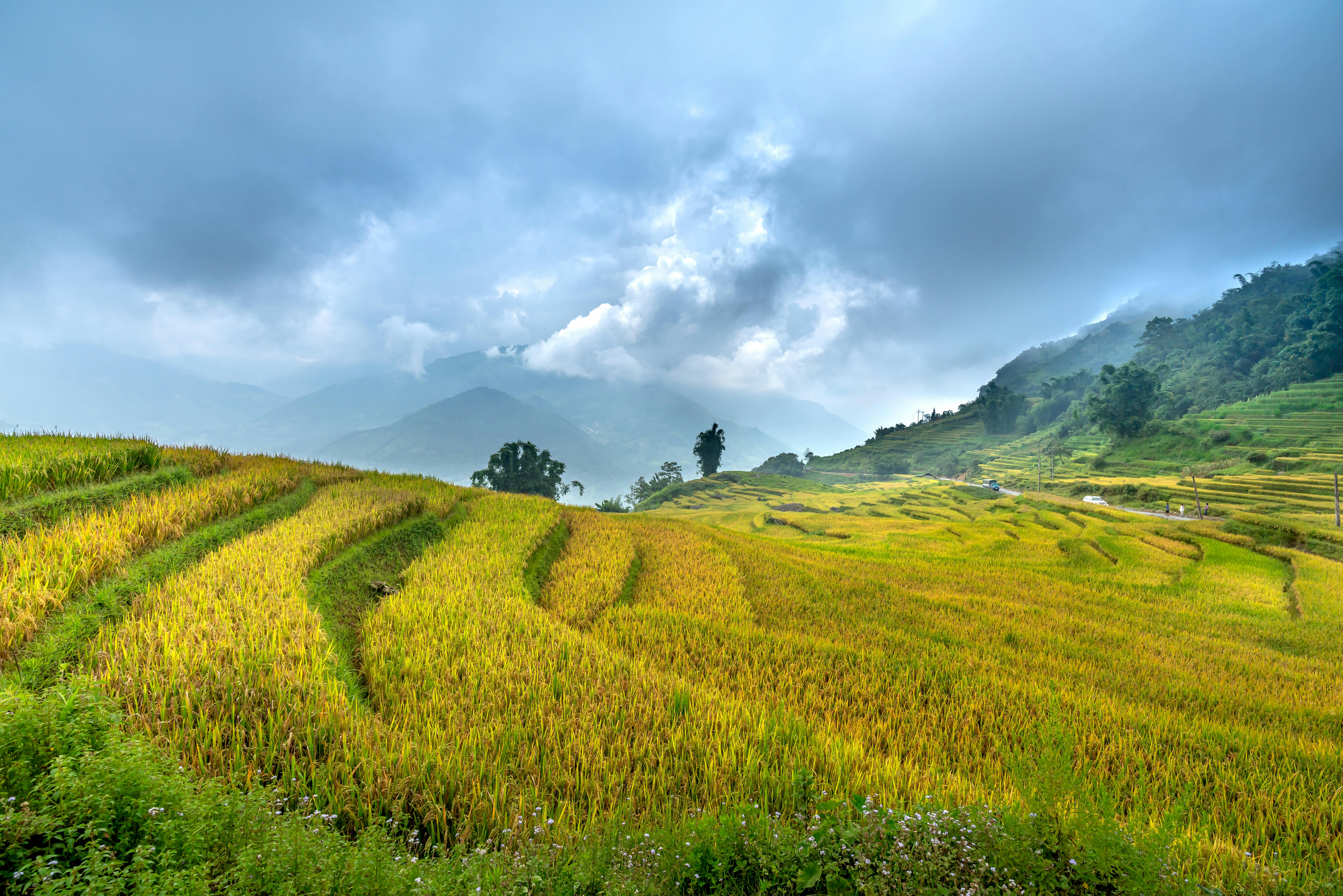 Paddy Leaf Disease Detection